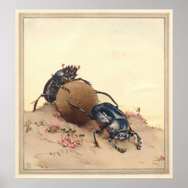 Poster THE SACRED BEETLE - Insect Book Illustration (Devant)