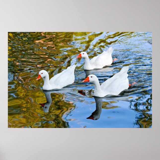 Poster three geese swimming (Devant)