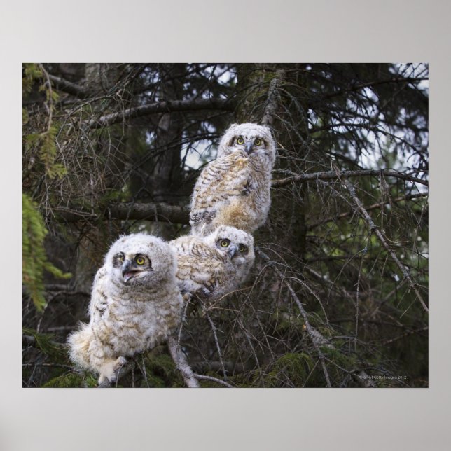 Poster Three Great Horned Owl (Bubo Virginianus) Chicks (Devant)