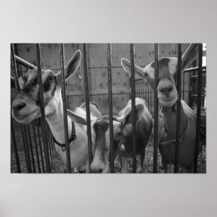 Poster ThreeAmigos