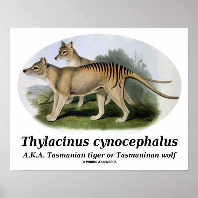 Poster Thylacinus cynocephalus (tigre ou loup de Tasmanie (Devant)