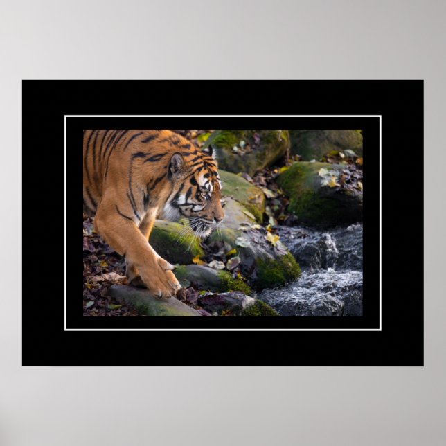 Poster Tiger (Devant)