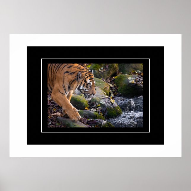 Poster Tiger (Devant)