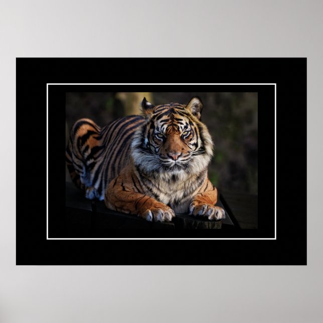 Poster Tiger (Devant)