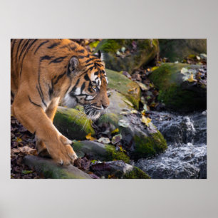 Poster Tiger