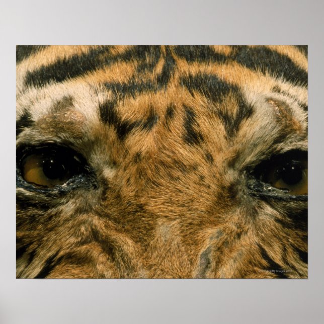 Poster Tiger (Devant)