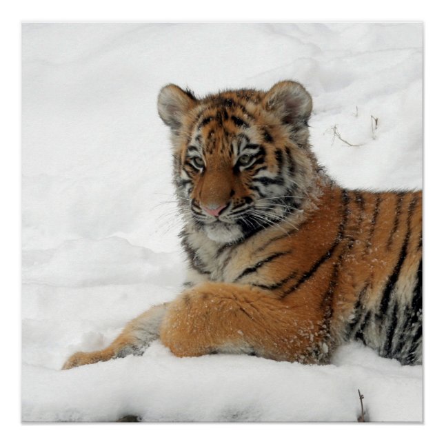 Poster Tiger_2015_0101 (Devant)