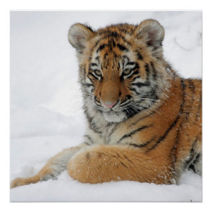 Poster Tiger_2015_0103