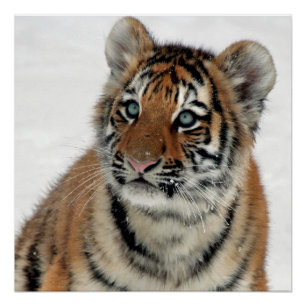 Poster Tiger_2015_0108