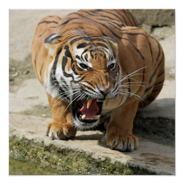 Poster Tiger_2015_0156 (Devant)