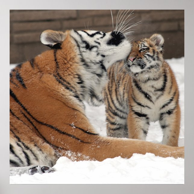 Poster Tiger And Cub Hugs (Devant)