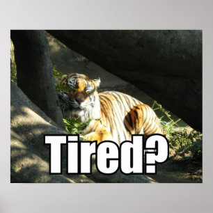 Poster Tiger Catnap