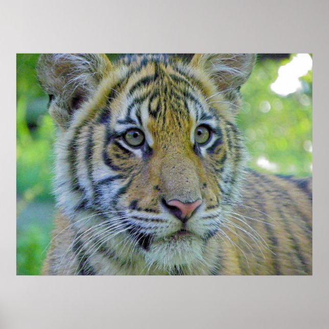 Poster Tiger Cub Close Up Portrait (Devant)