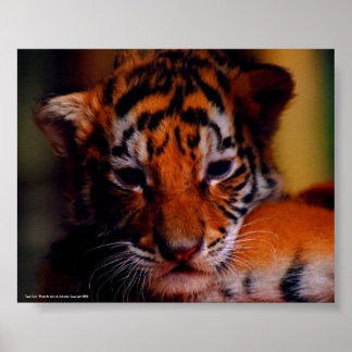 Poster Tiger Cub - Photo De John A. Sylveste...