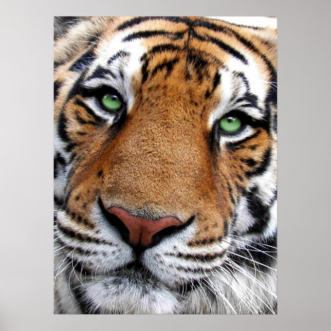 Poster Tiger Face (Devant)