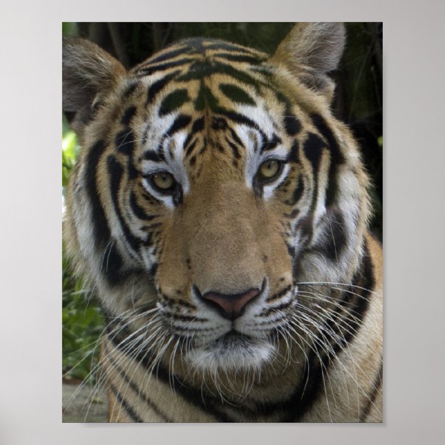 Poster Tiger Face (Devant)
