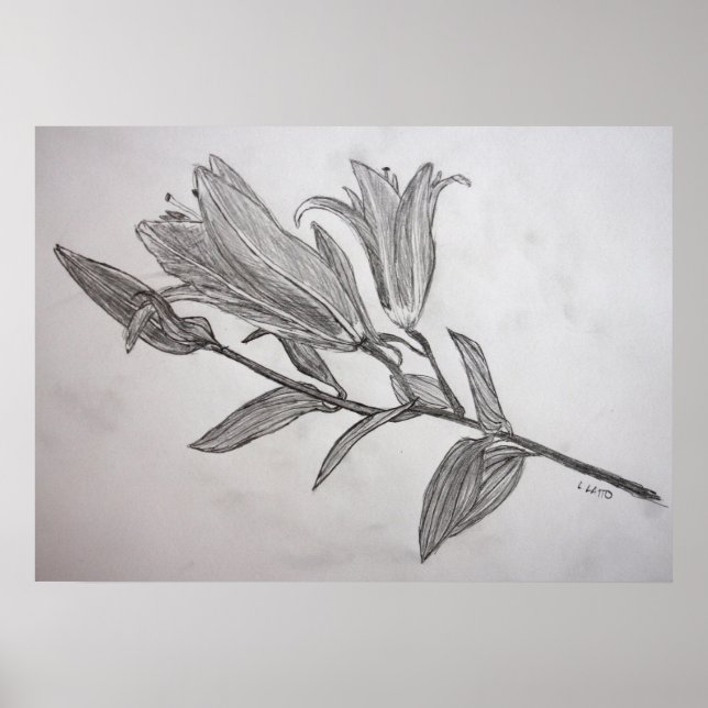Poster Tiger Lilies crayon dessin Fleur Art Imprimer (Devant)