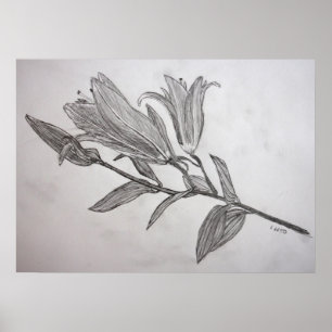Poster Tiger Lilies Pencil Drawing Flower Art Print