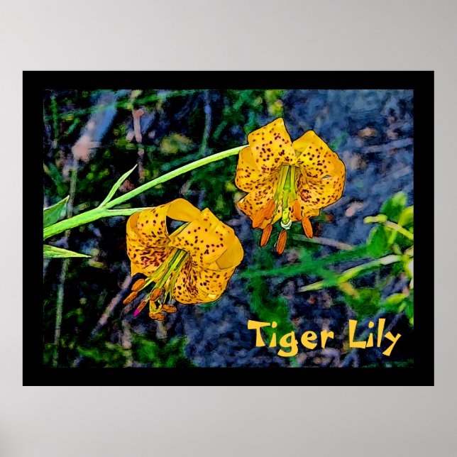 Poster Tiger Lily (Devant)