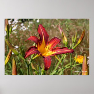 Poster Tiger Lily