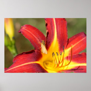 Poster Tiger Lily et Ami