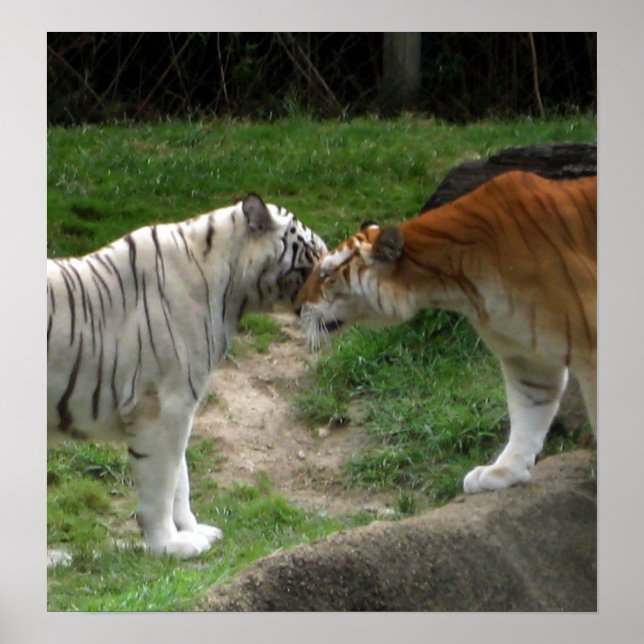 Poster Tiger Love (Devant)