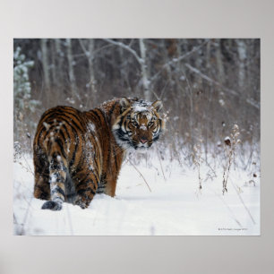 Poster Tiger (Panthera tigris) standing in deep snow