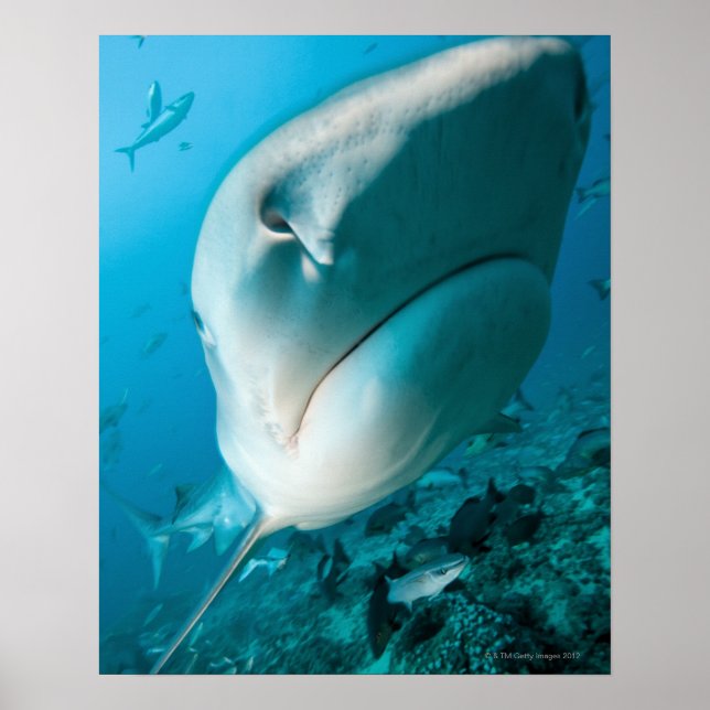 Poster Tiger shark (Galeocerdo cuvier) Shark feed (Devant)