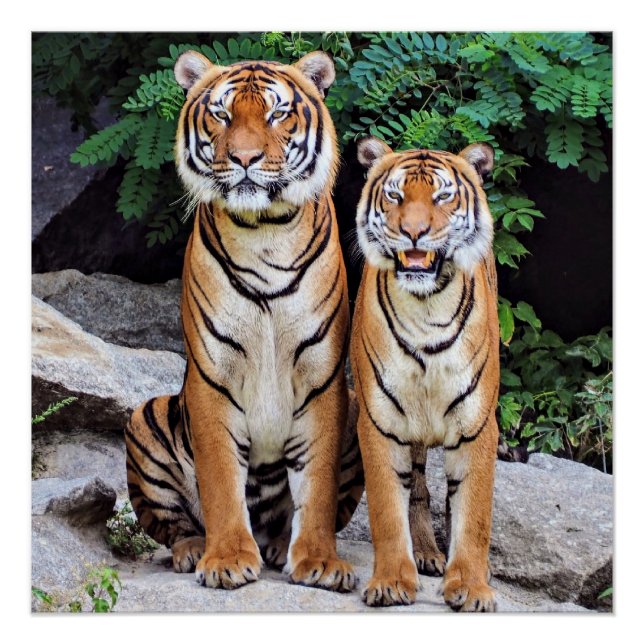 Poster Tigers, male and female, (Devant)