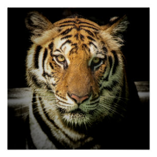 Poster tigre