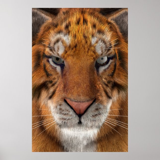 Poster Tigre (Devant)