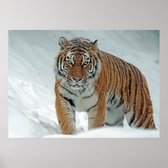 Poster Tigre (Devant)