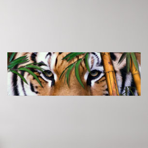 Poster tigre
