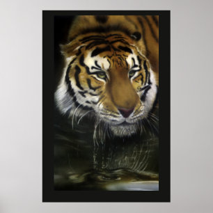 Poster Tigre à boire