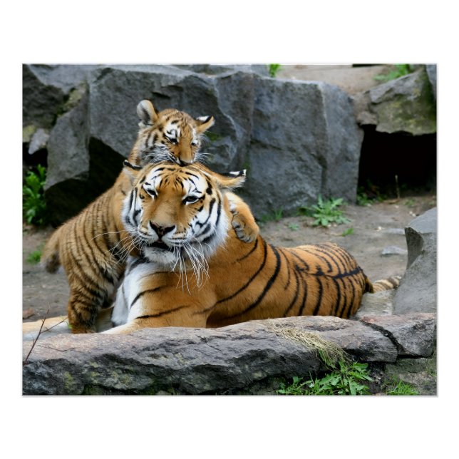 Poster Tigre avec son petit (Devant)