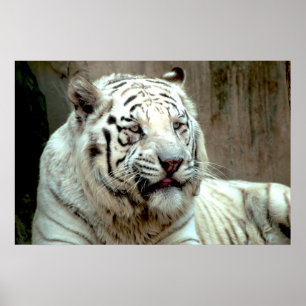 Poster Tigre blanc