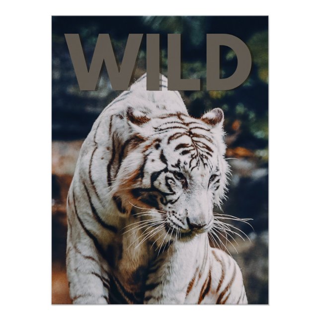 Poster Tigre blanc (Devant)