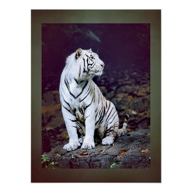 Poster Tigre blanc (Devant)