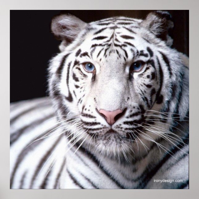 Poster Tigre blanc du Bengale (Devant)