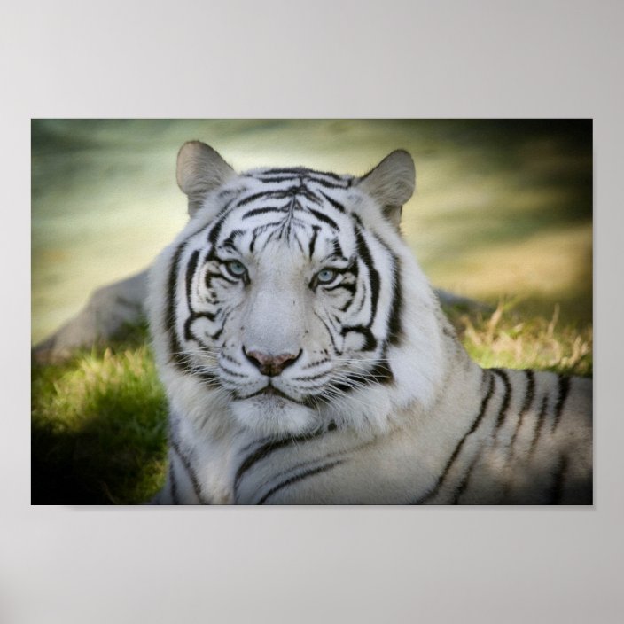Poster Tigre blanc V2 Zazzle.fr Poster Tigre blanc V2 Zazzle.fr
