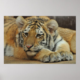Poster Tigre CUB d'Amur