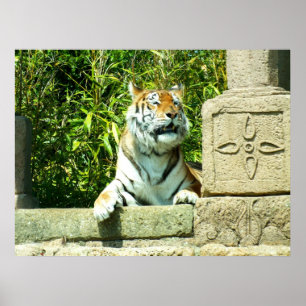 Poster Tigre dans le temple