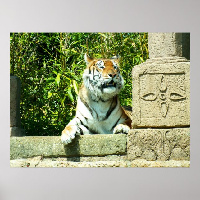 Poster Tigre dans le temple (Devant)
