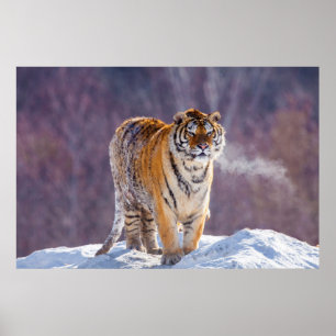 Poster Tigre de Sibérie dans la neige, Chine