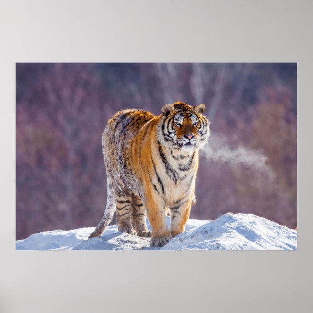 Poster Tigre de Sibérie dans la neige, Chine (Devant)