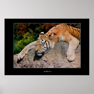 Poster Tigre de sommeil
