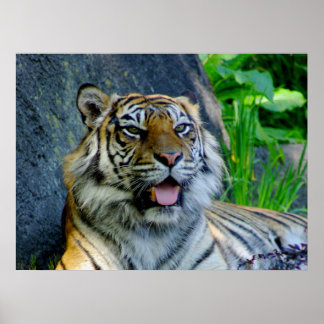Poster Tigre de Sumatran