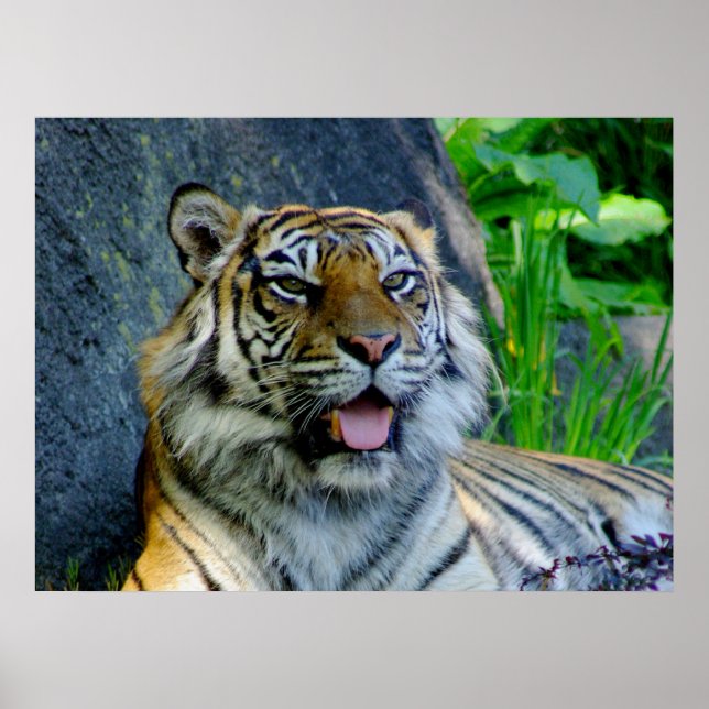 Poster Tigre de Sumatran (Devant)