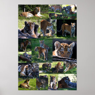 Poster Tigre de zoo de Calgary avec CUB