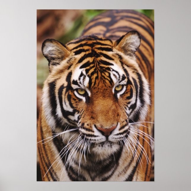Poster Tigre du Bengale, Panthera tigris (Devant)